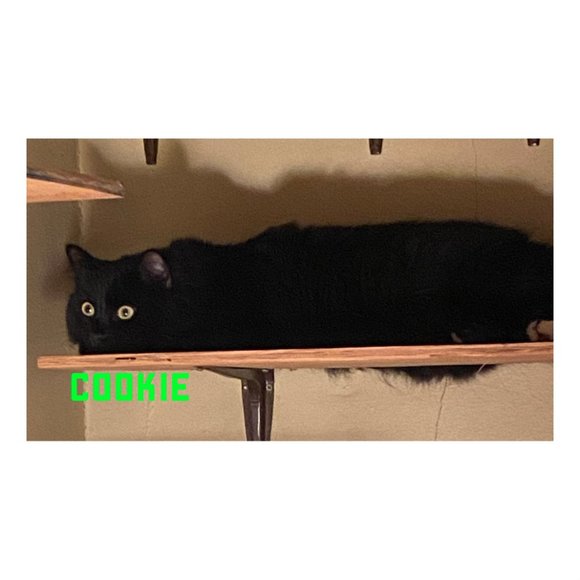 MEET MY POSH BUDDY BABY GIRL & RAVEN& COOKIE TIGGER MIDNIGHT - Picture 8 of 13